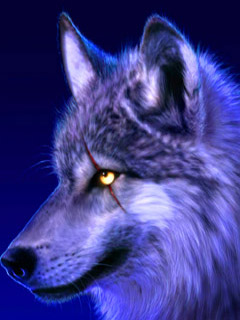 Beautiful wolf 2
